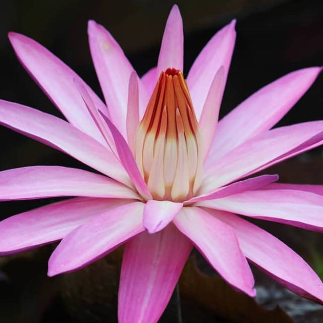 Teratai pink | Tanaman air teratai bunga pink | Bibit tanaman air teratai pink