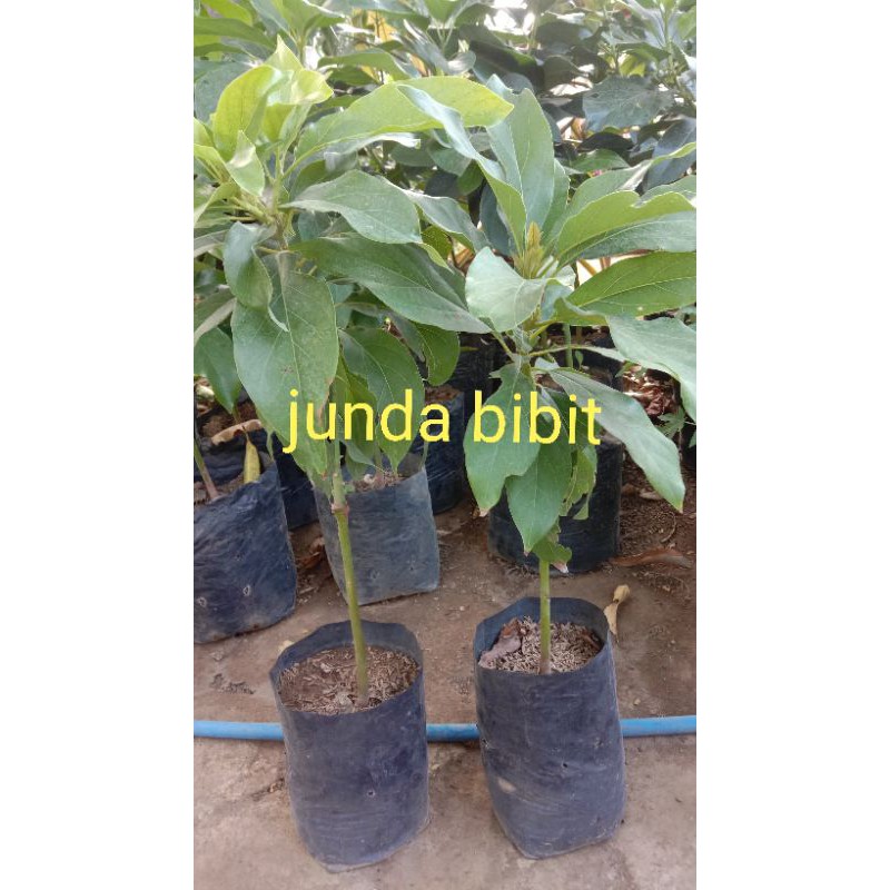 

Bibit Alpukat ALIGATOR (UNGGUL)