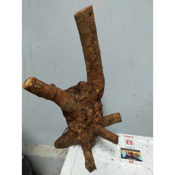 bahan bonsai Dongkelan Jamblang/Juwet