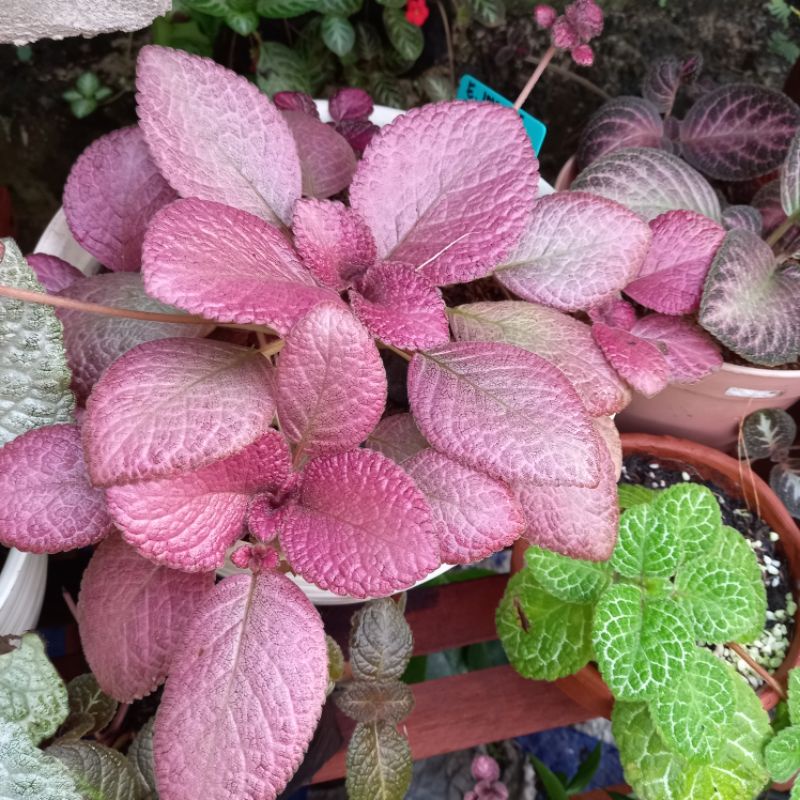 TANAMAN HIAS DAUN BUNGA GANTUNG EPISCIA IMPORT PINK FLAMINGO BUNGA MERAH