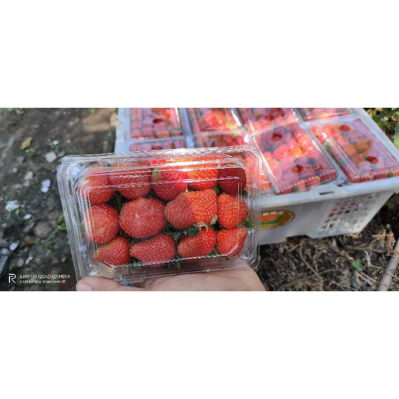 

Strawberry kellybret 250gr