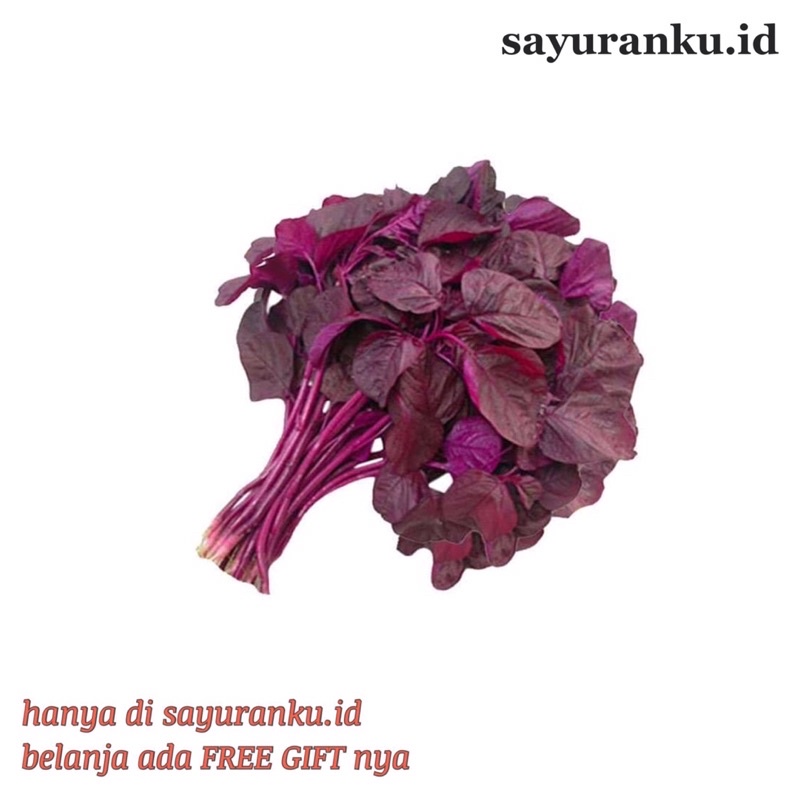 

bayam merah segar/ red spinach per ikat/ sayur organik