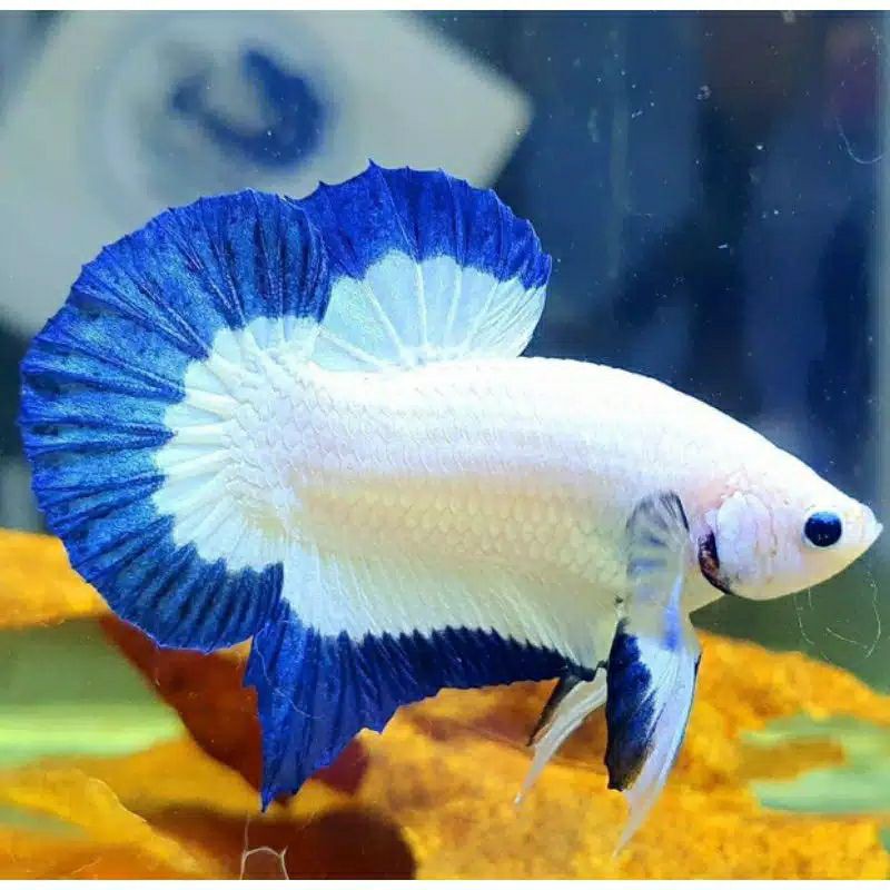 bahan BLUE RIM ORI LINE THAILAND