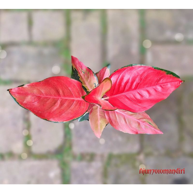 aglonema suksom jaipong culture besar 8,9 daun