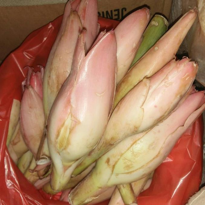 

Hanya Disini] Kincung / Kecombrang / Rias (1Kg)