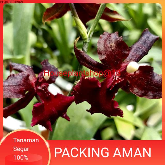 Anggrek Oncidium Colmanara Massai Red HPS@13