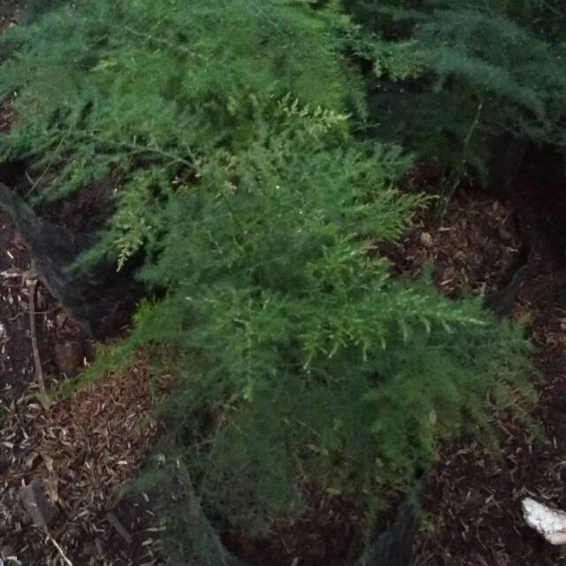 Tanaman hias asparagus plumosus - tanaman daun asparagus