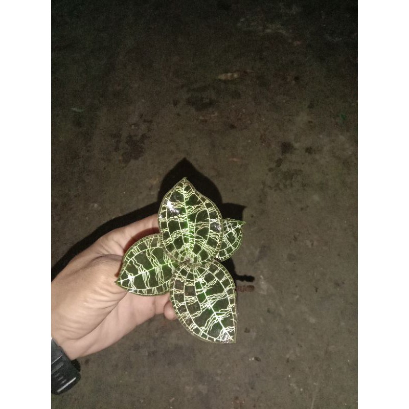 Jewel orchid/macodes petola