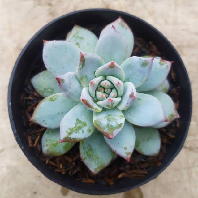 Sukulen Kaktus Echeveria Premium