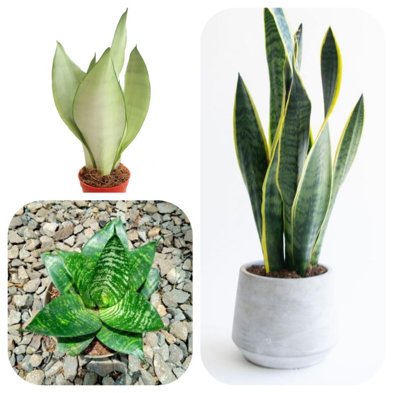 Paket Hemat  Sansiviera - sansiviera - monshine - sansiviera greenstar
