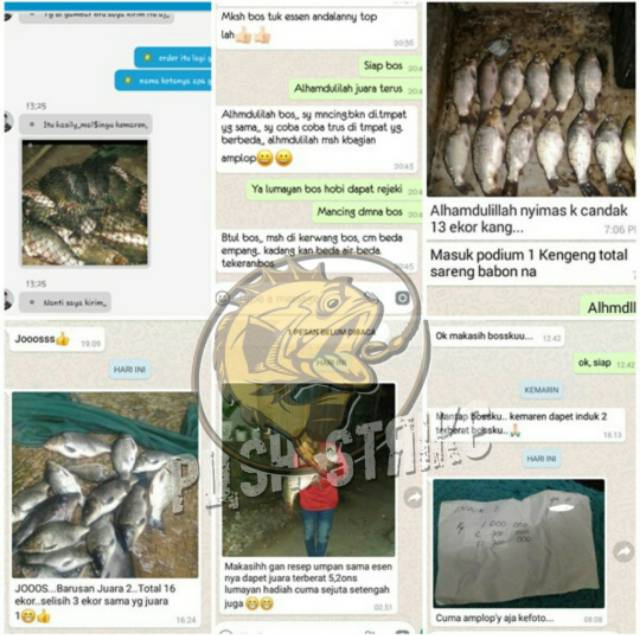 KHUSUS essen ikan mas lomba, push strike essen umpan ikan mas, essen mas harian kilo gebrus