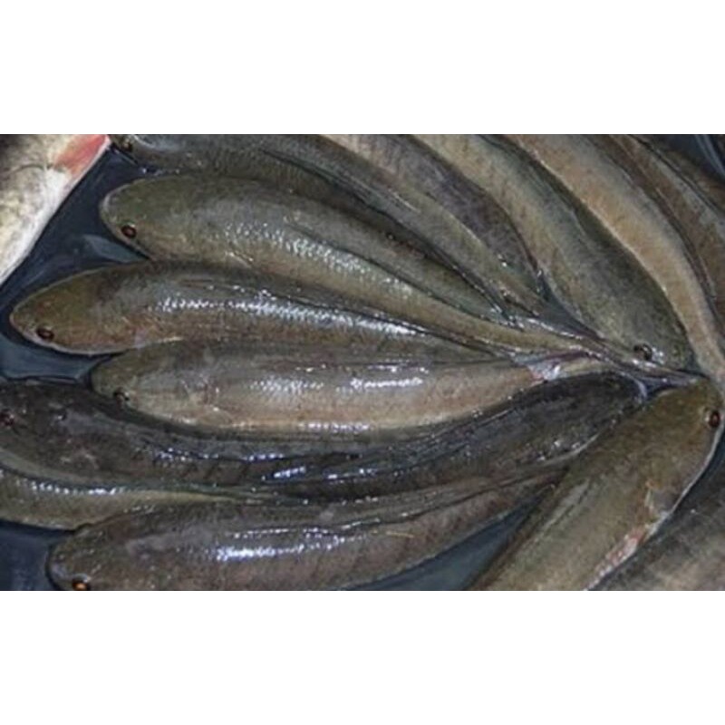 

IKAN GABUS PER KG SAYUR SEGAR PALEMBANG