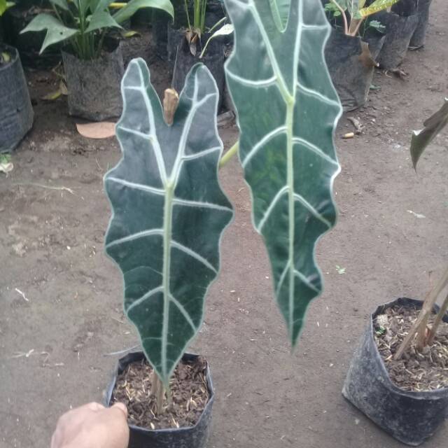 Keladi amazon..Alocasia amazonica