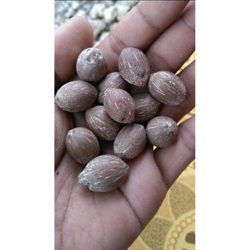 

kelapa kecil bahan kerajinan tangan