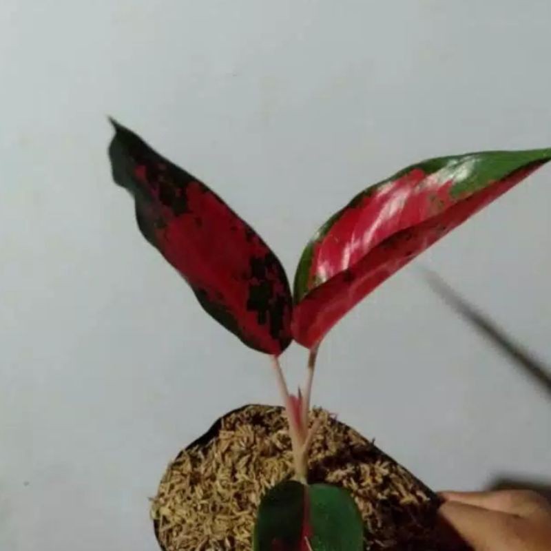 Bunga aglonema suksom