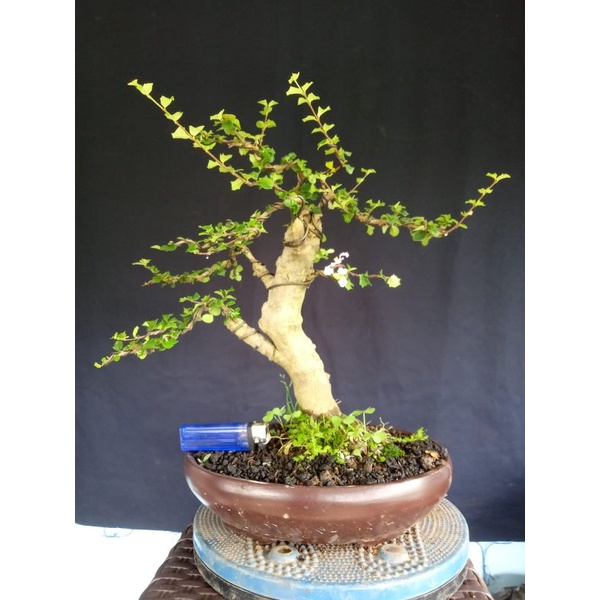 bonsai mirten duri..