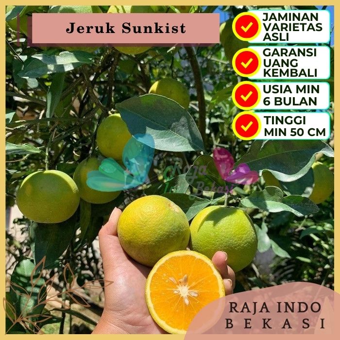 Bibit Tanaman Buah JERUK SUNKIST Premium