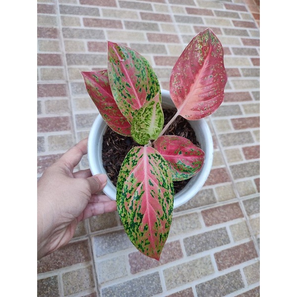 aglonema striptis red