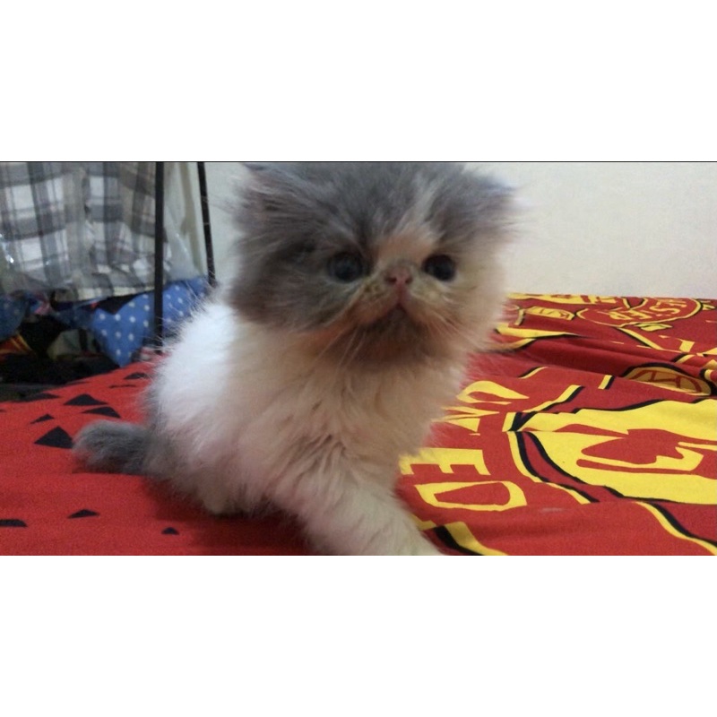 Kucing Peaknose Betina