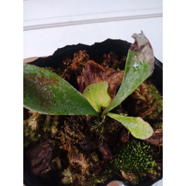 Platycerium Veitchii auburn river