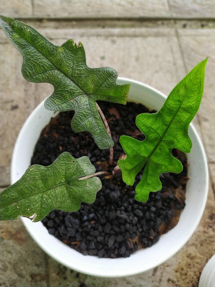 Alocasia Jacklin Sp Sulawesi Utara (2 Daun) Anakan Jacklin/jacklyn