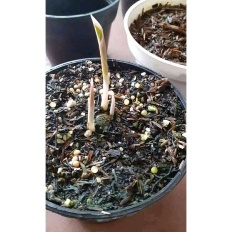 aglaonema lotus delight