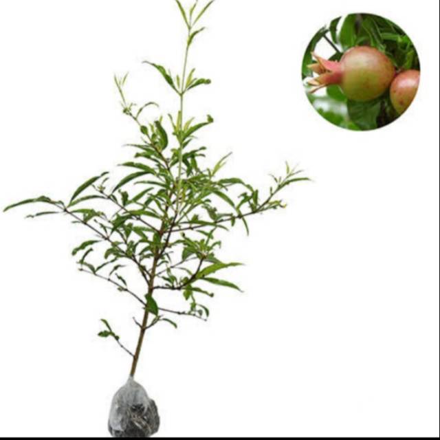 Pohon buah delima/bibit pohon buah delima