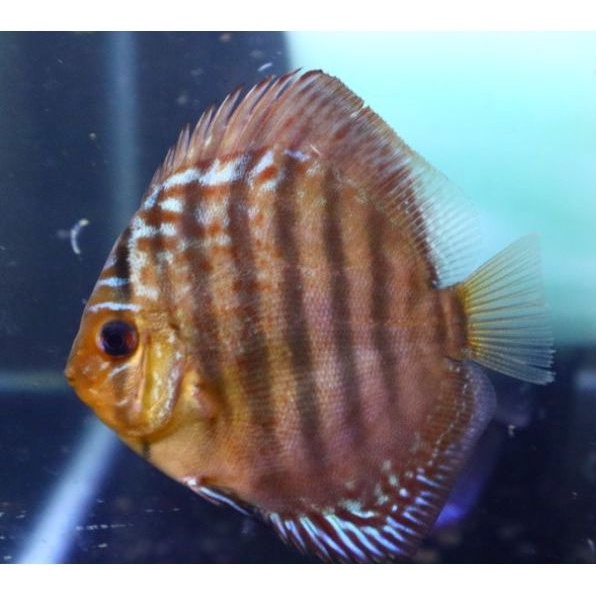 ikan Discus Redterqouis 2,5 inch