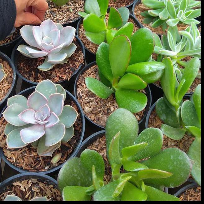 Ⓜioe✧ DSKFJ* Succulent Jade Plant / Sukulen Besar / Tanaman Hias Indoor Dengan Pot ,