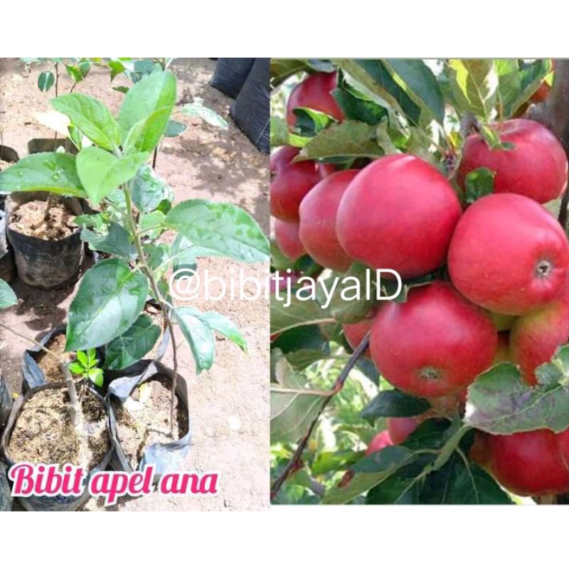 Bibit Apel Anna merah - Apel Malang Unggul
