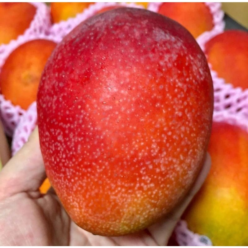 Tanaman Mangga Miyazaki 1 METER PERNAH BERBUNGA