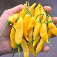 Benih Bibit Biji - Cabai Yellow Lemon Drop Aji Limo Cabai Beraroma Citrus / Buah Lemon Pepper Seeds