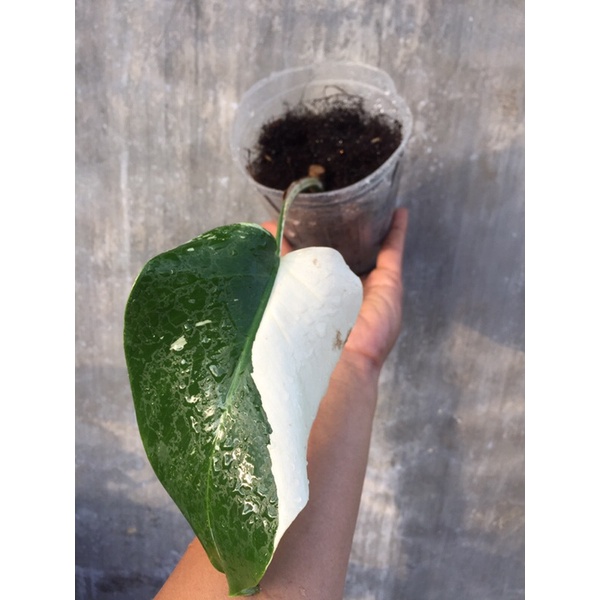 Paket Marmorata dan Monstera Varigata