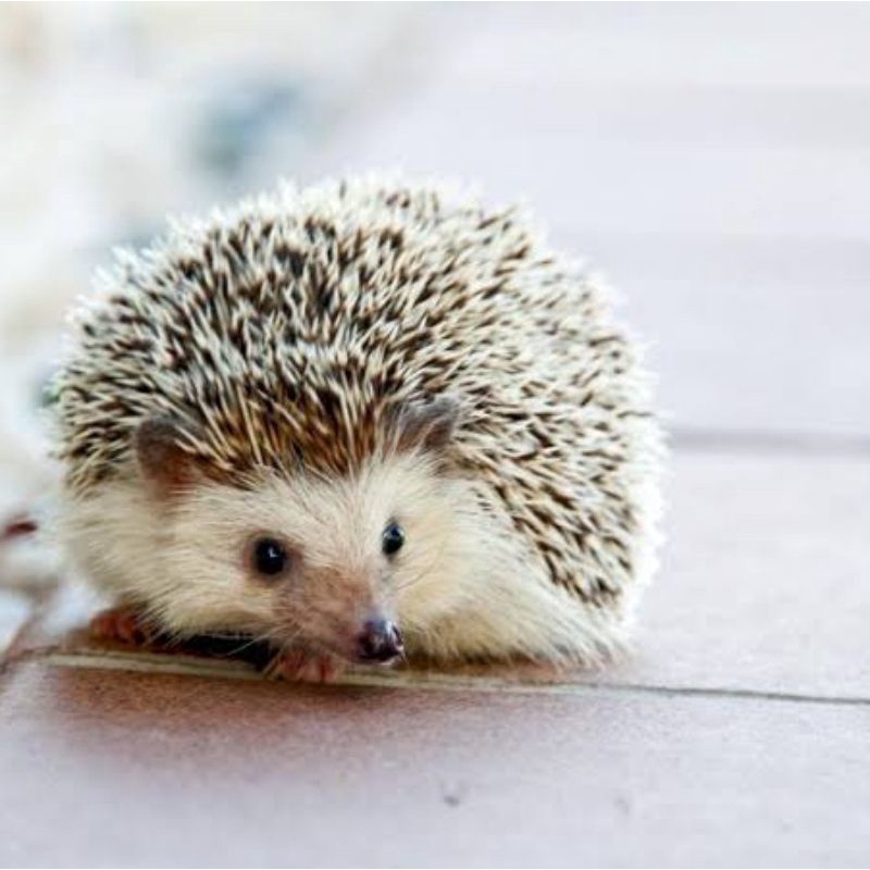 landak mini albino, pinto, saltpaper