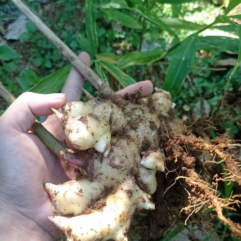 

Jahe Emprit Segar 1kg