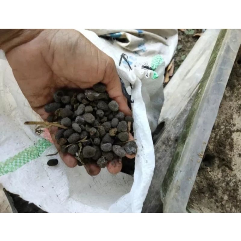 pupuk organik kohe kambing