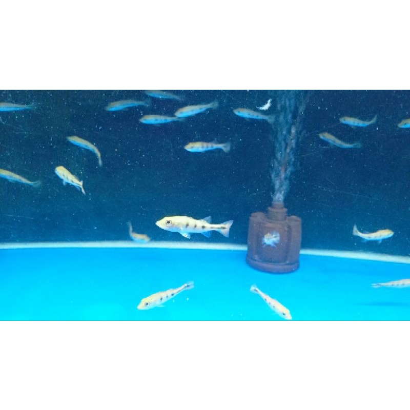 PBASS Kelberi pure sz 5-6cm