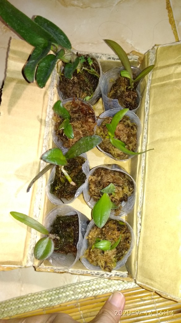 Anggrek Dendrobium Seedling Hybrid Thailand