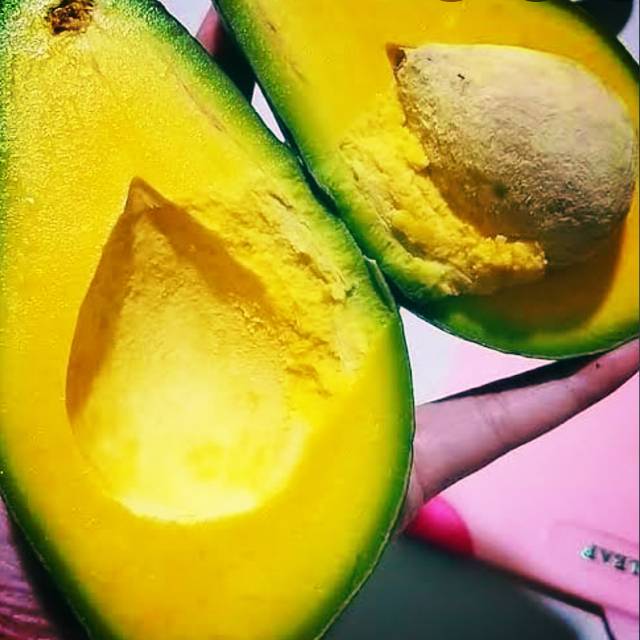 

Alpukat mentega super termurah