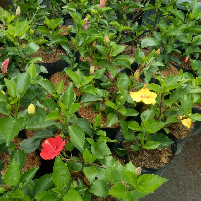 Bunga Sepatu Bangkok