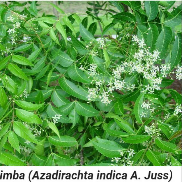 

Daun MIMBA Segar / Daun Kesehatan (1 kg)
