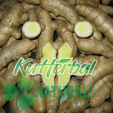 

Temu Putih Kunyit putih Segar 500gram curcuma zeoadiaria