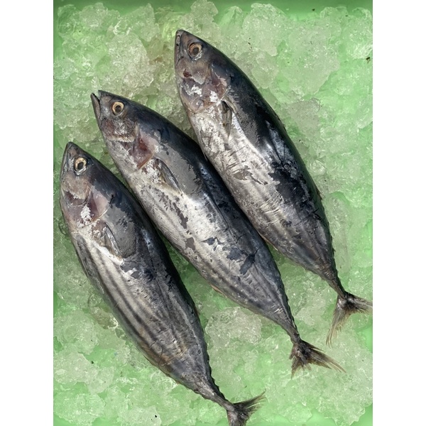 

ikan tongkol cakalang fresh/frozen