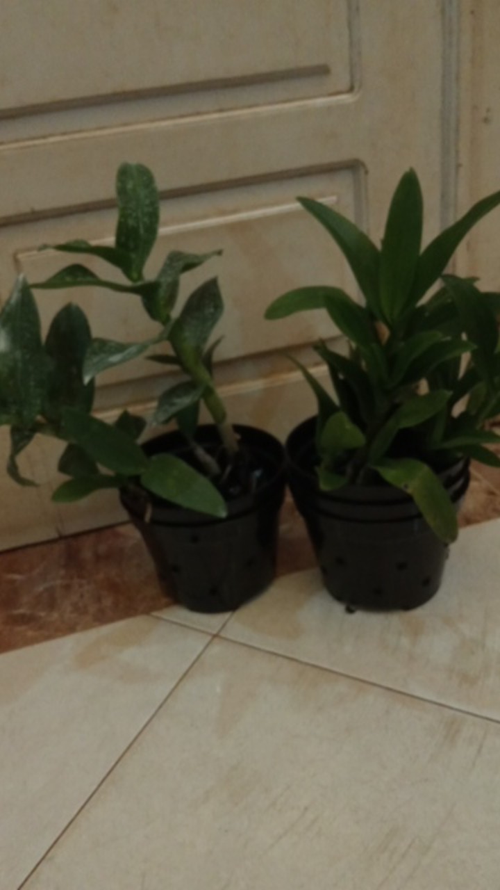 Paket Dendro Dewasa Isi 5