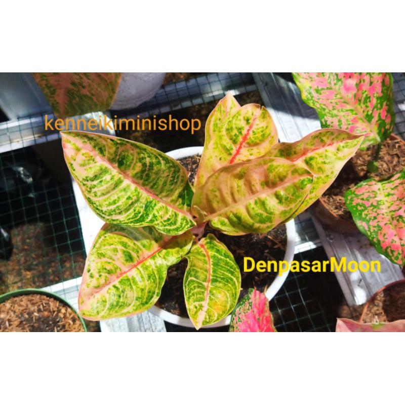 aglonema Denpasar Moon