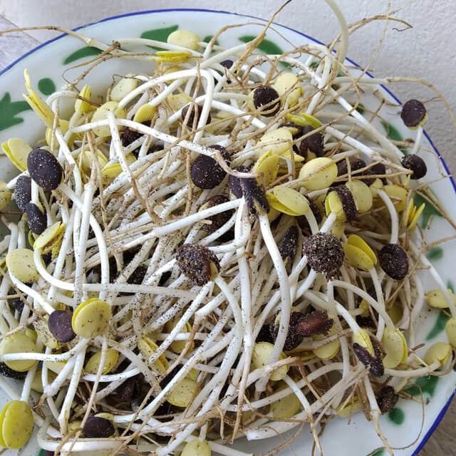 

KIRIM BESOK Taoge / Kecambah Ale