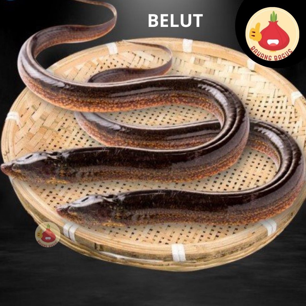 

Belut Sawah Belut Hidup Belut Segar 10kg