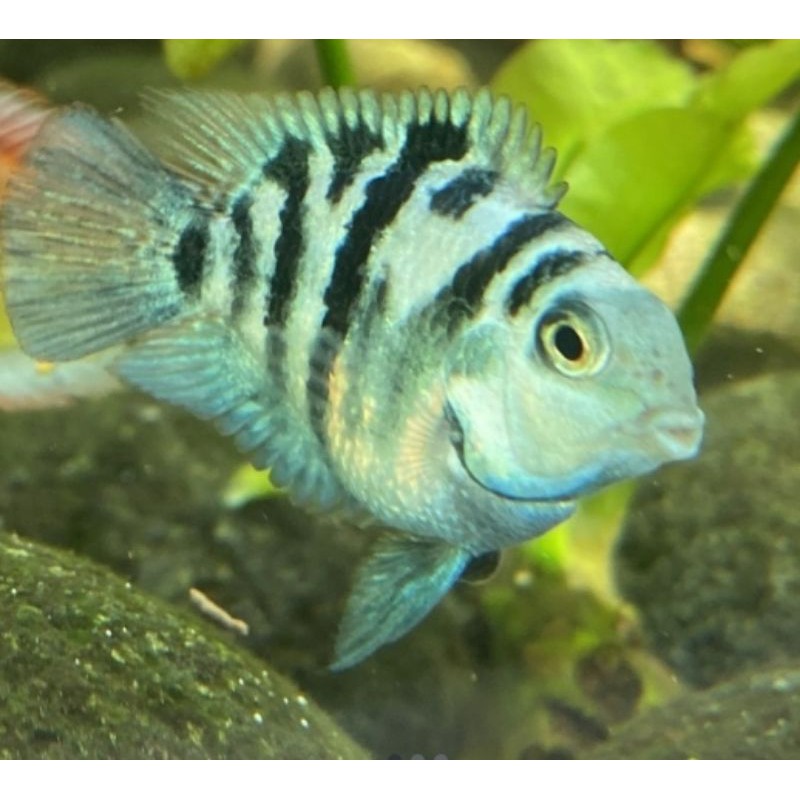 ikan blue polar parrot panda