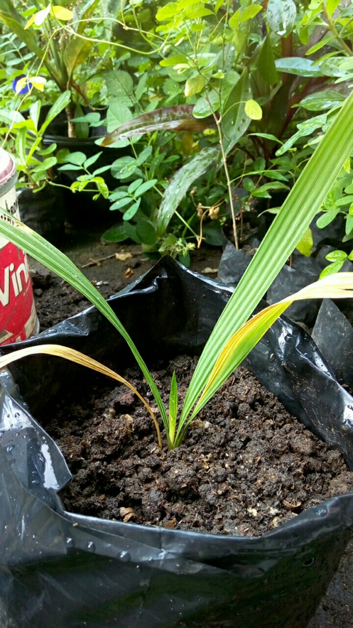 Bibit Bawang Dayak Bawang Seberang Tanaman Herbal