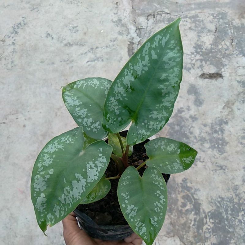 keladi ANDROMEDA